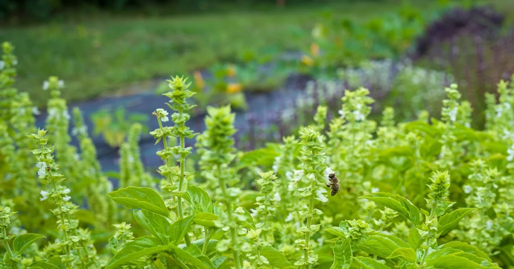 outdoor greenery with a bee