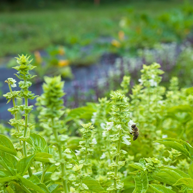 outdoor greenery with a bee