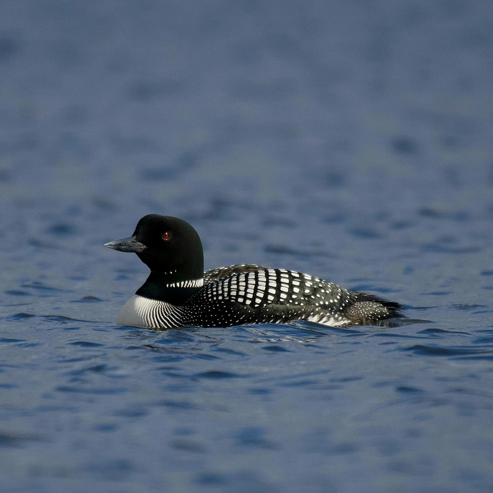 Loon on the water